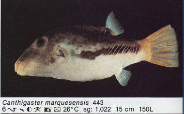 Canthigaster marquesensis